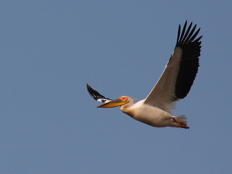 Pellicano Fiorentino - Pelecanus onocrotalus